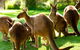Steam Train, Yarra Valley & Healesville Wildlife Sanctuary Full Day Tour - thumb 1