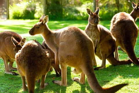 Steam Train, Yarra Valley & Healesville Wildlife Sanctuary Full Day Tour - Accommodation Rockhampton 7