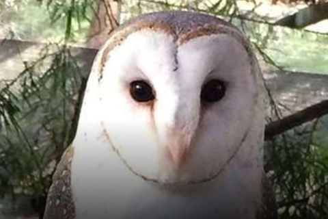 Steam Train, Yarra Valley & Healesville Wildlife Sanctuary Full Day Tour - Accommodation Rockhampton 5