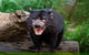 Steam Train, Yarra Valley & Healesville Wildlife Sanctuary Full Day Tour - thumb 8