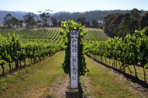 Small Group 6 Guests: Ultimate Yarra Valley Food And Wine - Mercedes Van - Accommodation Rockhampton 8