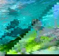 Half-Day Sea Lion Snorkeling Tour from Port Lincoln - Accommodation Rockhampton