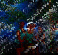 Daintree Rainforest Night Walk from Cape Tribulation - Accommodation Rockhampton