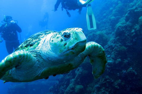 Scuba Dive The S.S. Yongala Wreck On The Great Barrier Reef. - Accommodation Rockhampton 0
