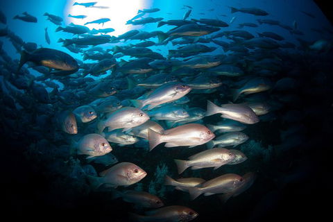 Scuba Dive The S.S. Yongala Wreck On The Great Barrier Reef. - Accommodation Rockhampton 7