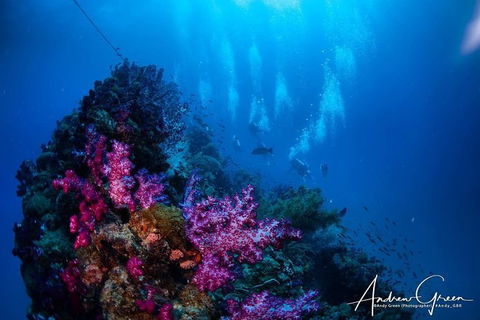Scuba Dive The S.S. Yongala Wreck On The Great Barrier Reef. - Accommodation Rockhampton 2