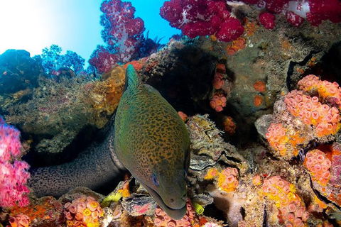 Scuba Dive The S.S. Yongala Wreck On The Great Barrier Reef. - Accommodation Rockhampton 6