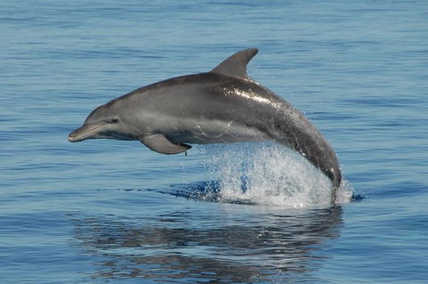 Fraser Island & Dolphin Sailing Adventure - Accommodation Rockhampton 1