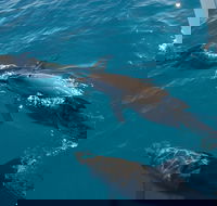 Fraser Island  Dolphin Sailing Adventure - Accommodation Rockhampton