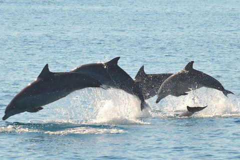 Fraser Island & Dolphin Sailing Adventure - Accommodation Rockhampton 5