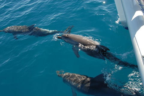 Fraser Island & Dolphin Sailing Adventure - Accommodation Rockhampton 2