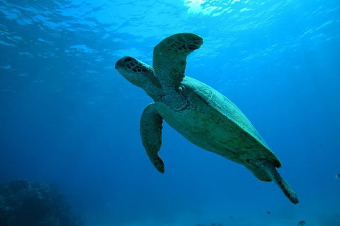Great Barrier Reef Dive And Snorkel Cruise From Mission Beach - Accommodation Rockhampton 7