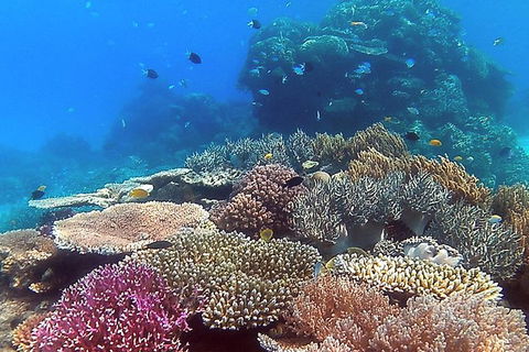 Great Barrier Reef Dive And Snorkel Cruise From Mission Beach - Accommodation Rockhampton 4