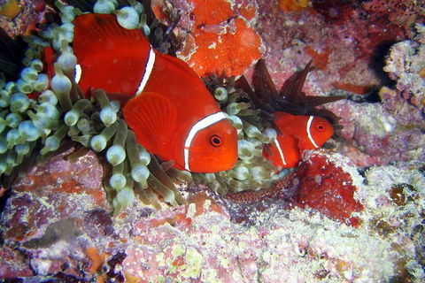 Great Barrier Reef Dive And Snorkel Cruise From Mission Beach - Accommodation Rockhampton 6