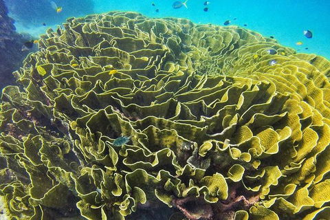Great Barrier Reef Dive And Snorkel Cruise From Mission Beach - Accommodation Rockhampton 5