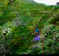 Tamborine Mountain Daily Service Treetop Challenge and Thunderbird Park - Accommodation Rockhampton