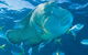 Whitehaven Beach And Hill Inlet Lookout Full-Day Snorkeling Cruise By High-Speed Catamaran - thumb 4