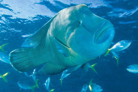 Whitehaven Beach And Hill Inlet Lookout Full-Day Snorkeling Cruise By High-Speed Catamaran - Accommodation Rockhampton 4