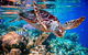 Whitehaven Beach And Hill Inlet Lookout Full-Day Snorkeling Cruise By High-Speed Catamaran - thumb 9