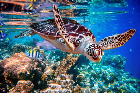 Whitehaven Beach And Hill Inlet Lookout Full-Day Snorkeling Cruise By High-Speed Catamaran - Accommodation Rockhampton 9