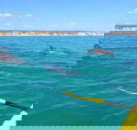 Half-Day Kayak with Dolphins and 4WD Beach Drive from Rainbow Beach - Accommodation Rockhampton
