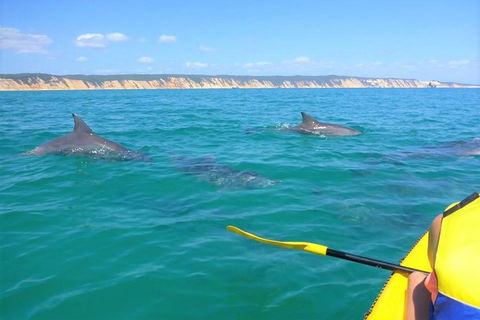 Half-Day Kayak With Dolphins And 4WD Beach Drive From Rainbow Beach - Accommodation Rockhampton 0