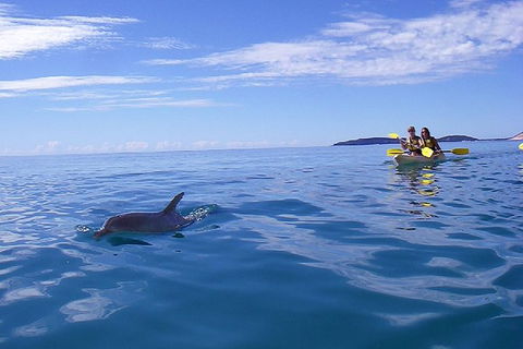 Half-Day Kayak With Dolphins And 4WD Beach Drive From Rainbow Beach - Accommodation Rockhampton 9