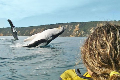 Half-Day Kayak With Dolphins And 4WD Beach Drive From Rainbow Beach - Accommodation Rockhampton 7