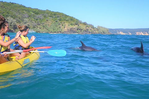 Half-Day Kayak With Dolphins And 4WD Beach Drive From Rainbow Beach - Accommodation Rockhampton 3