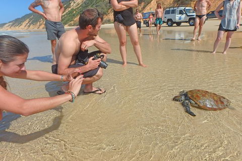 Half-Day Kayak With Dolphins And 4WD Beach Drive From Rainbow Beach - Accommodation Rockhampton 11