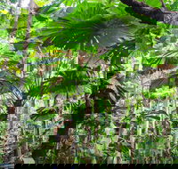Cape Tribulation Daintree Rainforest and Wildlife Tour - Accommodation Rockhampton