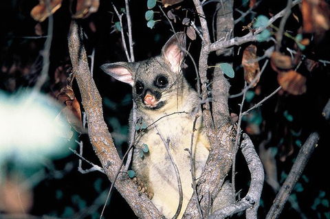 Natural Bridge Glow Worm Night Tour From Gold Coast - Accommodation Rockhampton 4