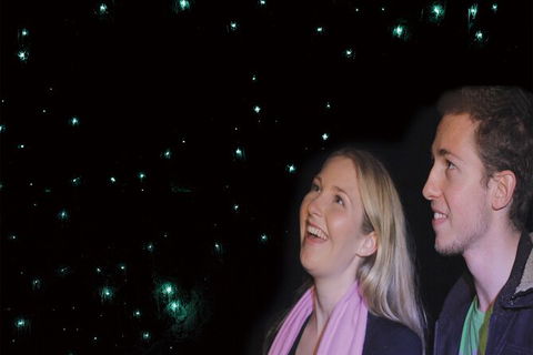 Natural Bridge Glow Worm Night Tour From Gold Coast - Accommodation Rockhampton 6