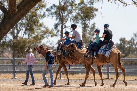 Camel Rides - Accommodation Rockhampton 0