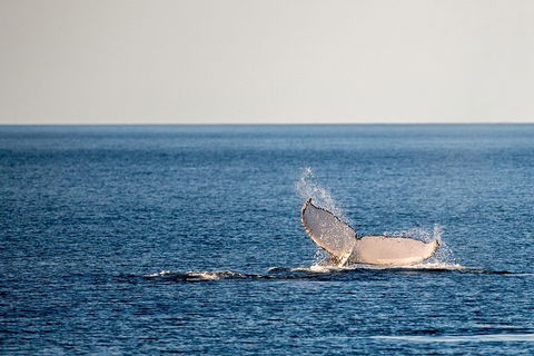 Whale Watching Ocean Tour - Accommodation Rockhampton 0
