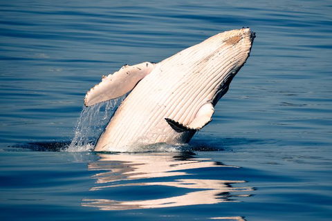 Whale Watching Ocean Tour - Accommodation Rockhampton 1