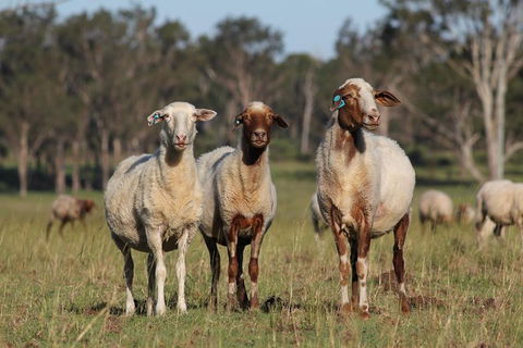 Towri Sheep Cheese Farm Tour (Fridays) - Accommodation Rockhampton 1