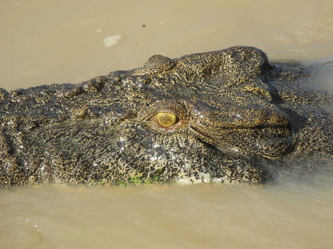 Darwin Jumping Crocodiles Cruise On Adelaide River - Accommodation Rockhampton 4