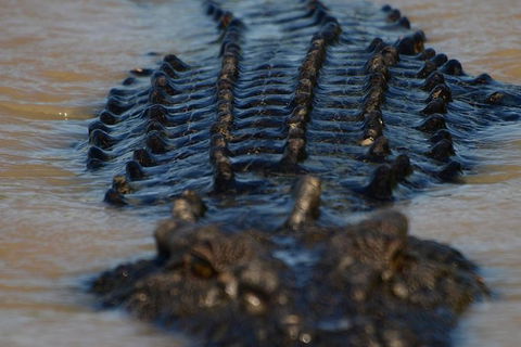 Darwin Jumping Crocodiles Cruise On Adelaide River - Accommodation Rockhampton 1