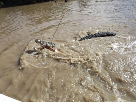 Darwin Jumping Crocodiles Cruise On Adelaide River - Accommodation Rockhampton 8
