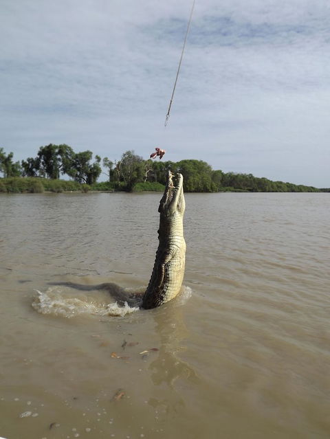 Darwin Jumping Crocodiles Cruise On Adelaide River - Accommodation Rockhampton 2