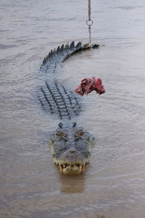 Darwin Jumping Crocodiles Cruise On Adelaide River - Accommodation Rockhampton 7