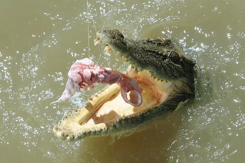 Darwin Jumping Crocodiles Cruise On Adelaide River - Accommodation Rockhampton 0