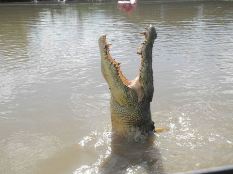Darwin Jumping Crocodiles Cruise On Adelaide River - Accommodation Rockhampton 5