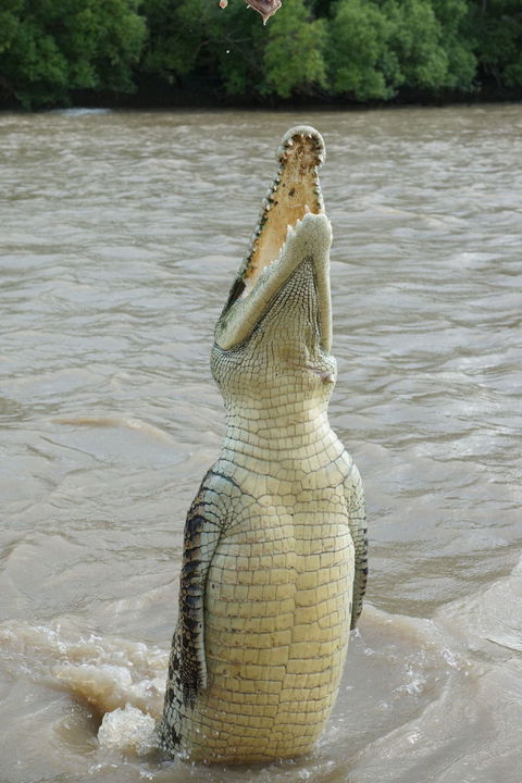 Darwin Jumping Crocodiles Cruise On Adelaide River - Accommodation Rockhampton 6