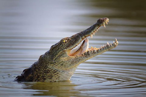 3 Day 4WD Dragonfly Dreaming Top End Safari - Accommodation Rockhampton 1