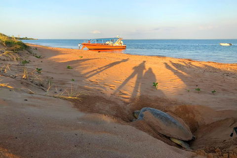 Turtle Tracks Tour To Bare Sand Island From Darwin - Accommodation Rockhampton 4
