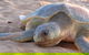 Turtle Tracks Tour To Bare Sand Island From Darwin - thumb 2