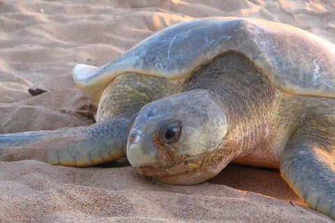Turtle Tracks Tour To Bare Sand Island From Darwin - Accommodation Rockhampton 2