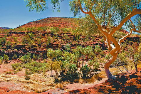 Palm Valley 4WD Tour From Alice Springs - Accommodation Rockhampton 6